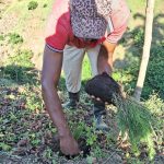 UTEPDA desarrolla jornada de reforestación en PDA Los Fríos, Azua